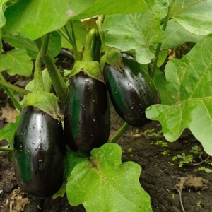 melanzane