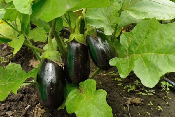 melanzane